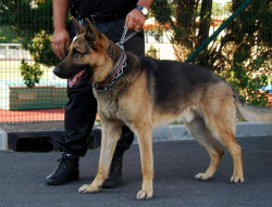 Maître chien à Bordeaux